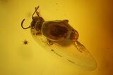 Fossil Beetle (Coleoptera) & Two Flies (Diptera) In Baltic Amber #128318-3